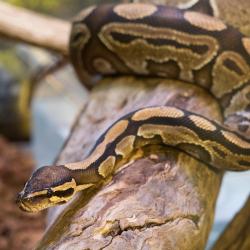 ball python