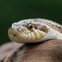 hognose