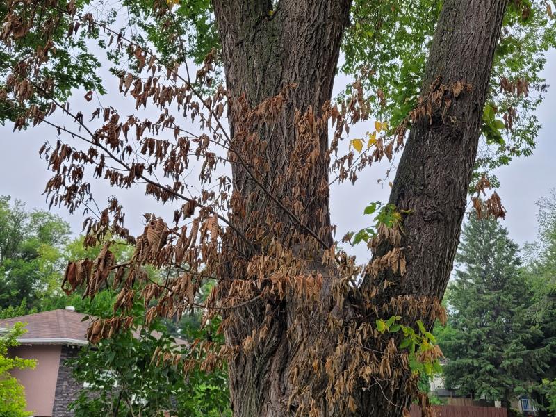 Tree showing classic Dutch elm disease symptoms.