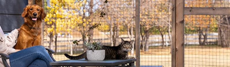 Dog and cat in catio