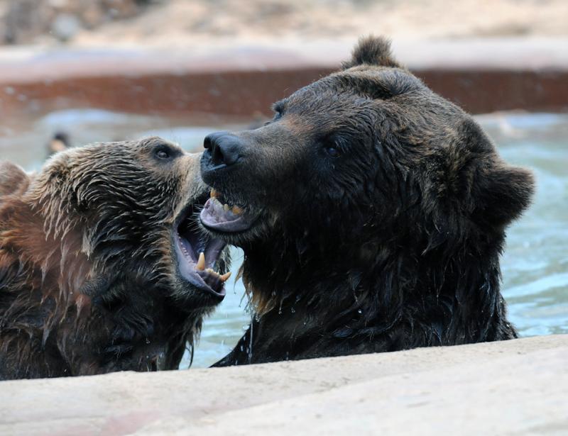Grizzley bears playing