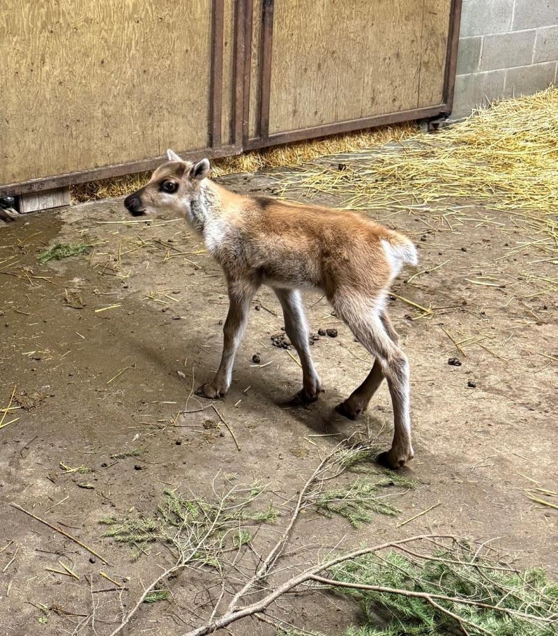 baby caribou