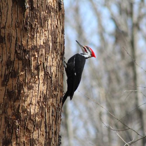 Piliated woodpecker searching for emerald ash borer on ash tree. The tree shows light patches of bark (known as blonding), indicating areas where the woodpecker has pecked the bark off the tree in search for emerald ash borer. 