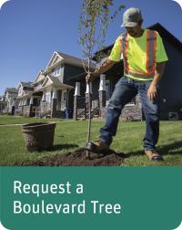 Request a Boulevard Tree