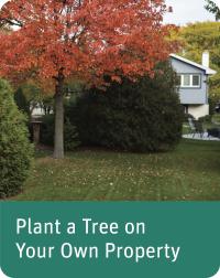 Planting a Tree on your property