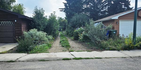 Overgrowth in Back Lanes - Tile