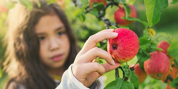 Food Forest Picking Apple Image