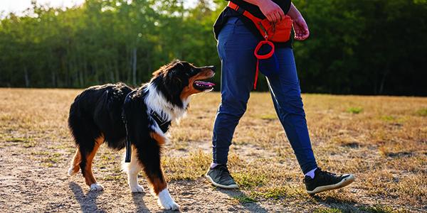 Person walking their dog in a park