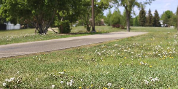 Image showing weeds in a park