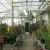 City Greenhouses with Plants