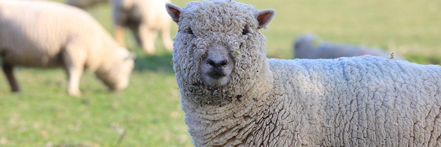 sheep
