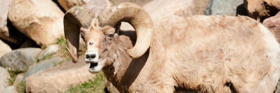 bighorn sheep