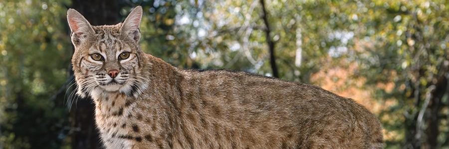 bobcat