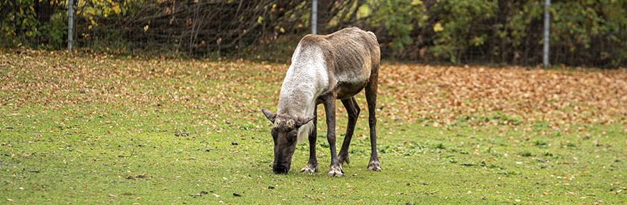 caribou