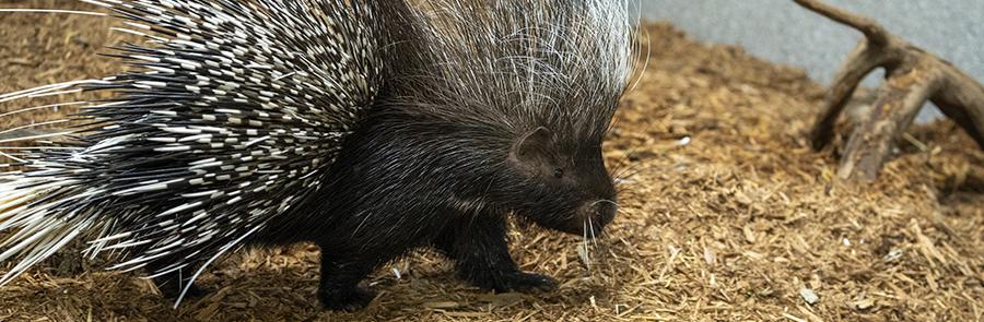 porcupine