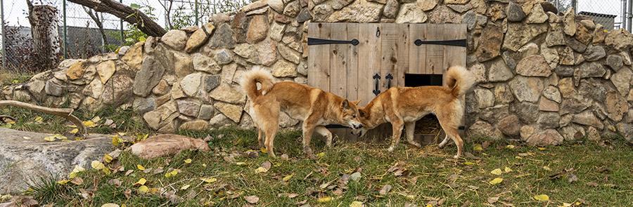 dingo