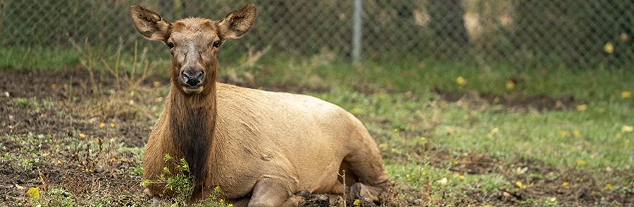 elk