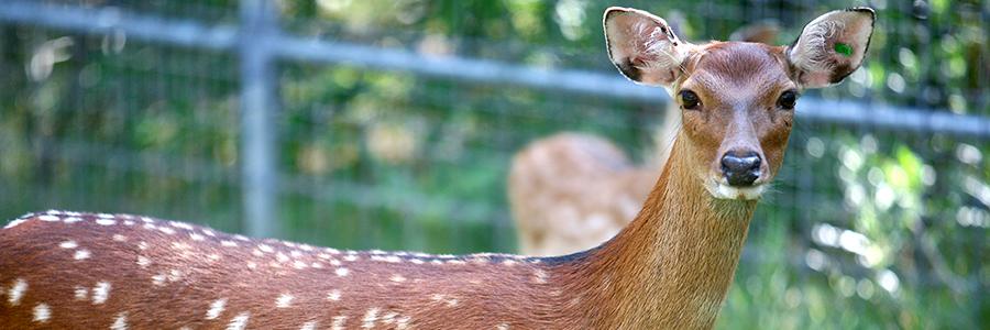 deer