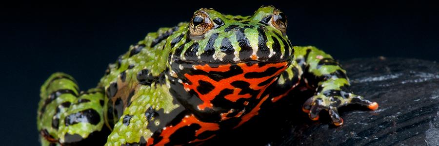 toad