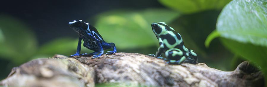 frog
