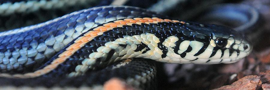 snake