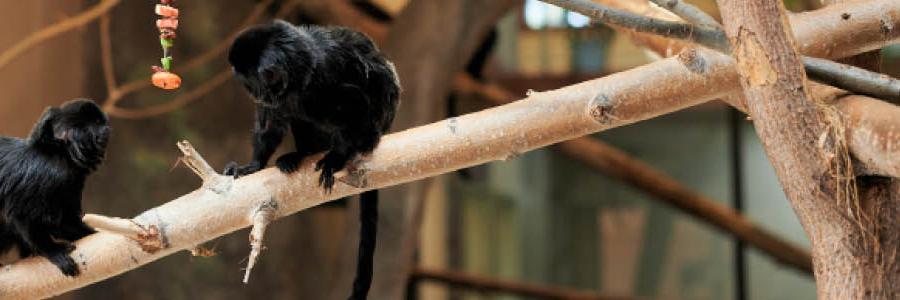 monkey
