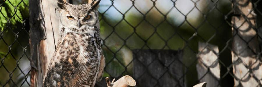 owl