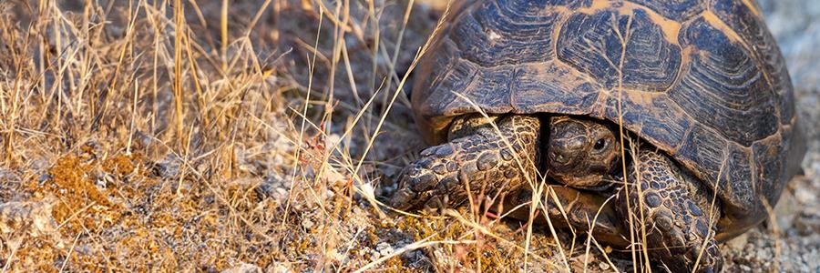 greek tortoise