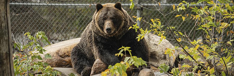 bear