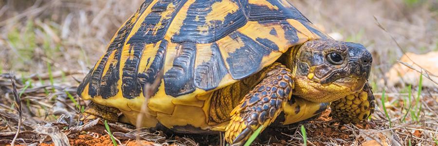 tortoise