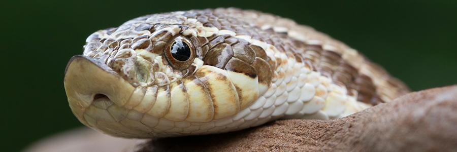 snake