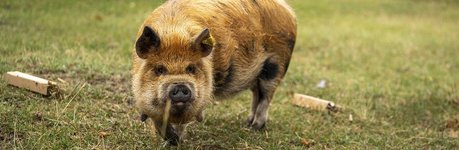 kunekune