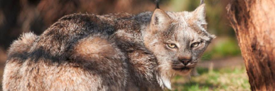lynx