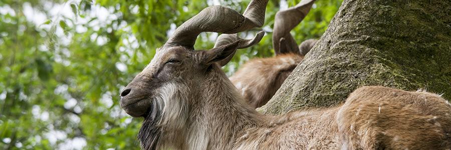 markhor