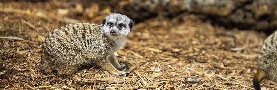 meerkat