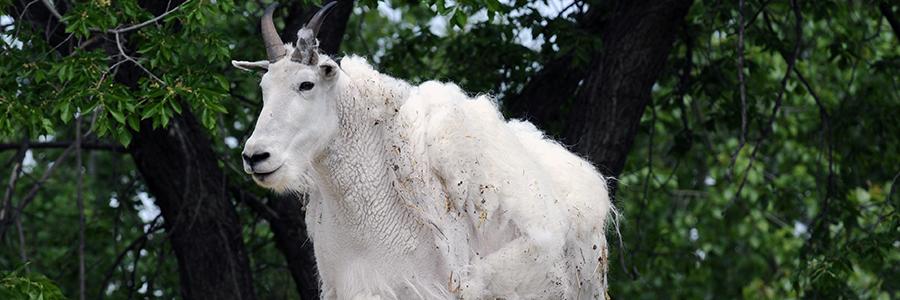 mountain goat