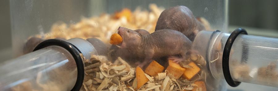naked mole rat