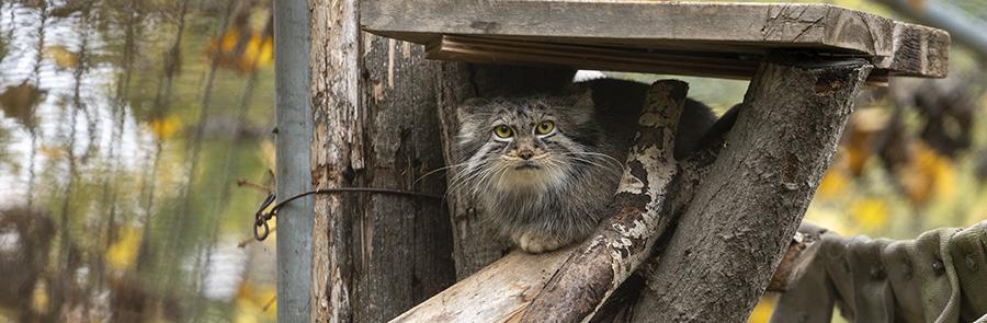 pallas's cat