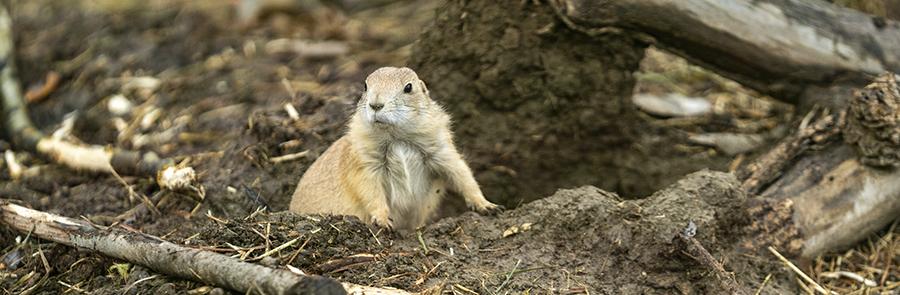 prairie dog