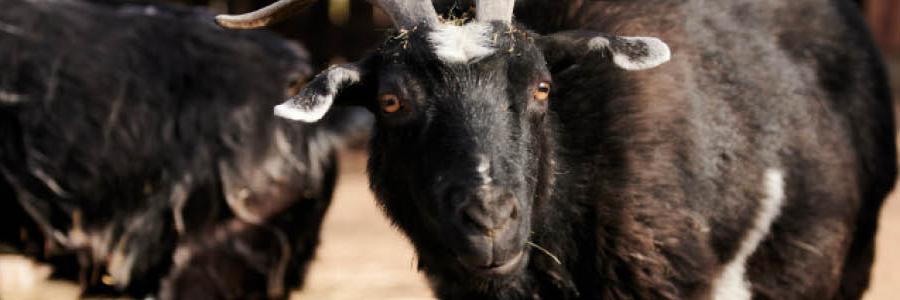 pygmy goat