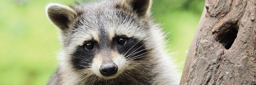 raccoon