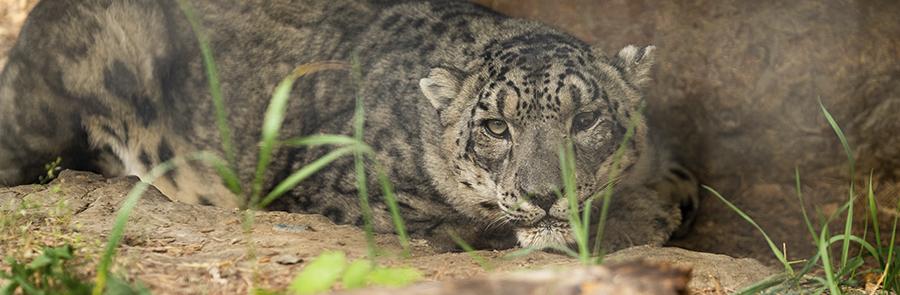 snow leopard