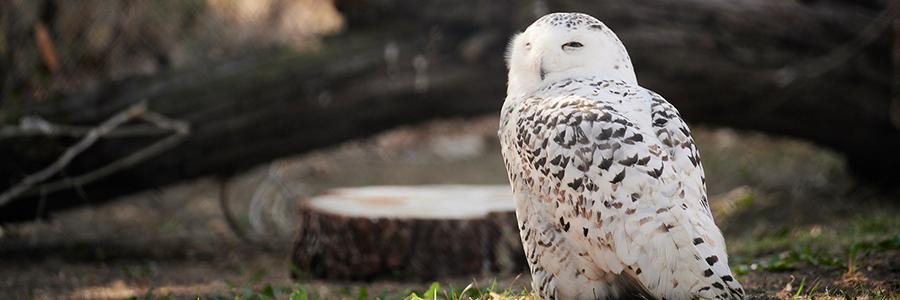 snowy owl