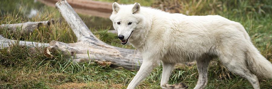 wolf