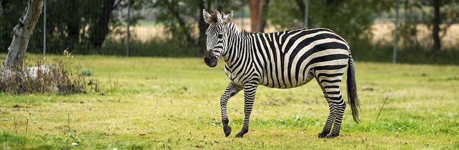 zebra
