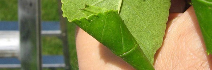 Ash Leaf Cone Roller