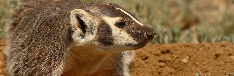 Badger