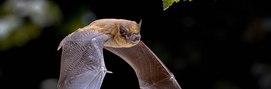 Bats