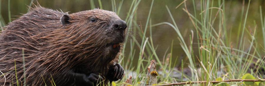 Beaver
