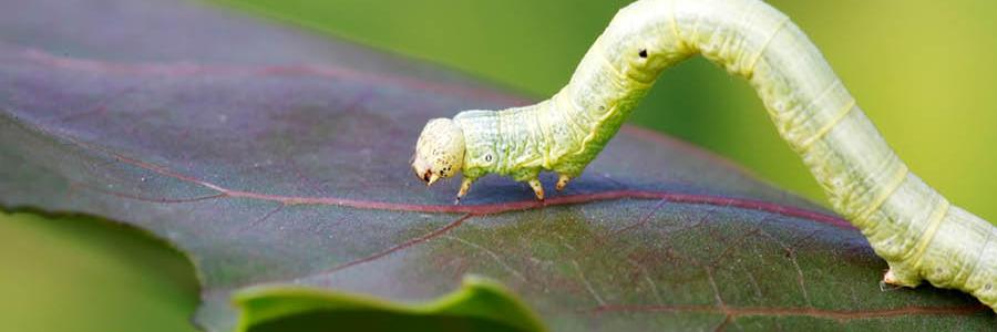 Cankerworm | City of Saskatoon